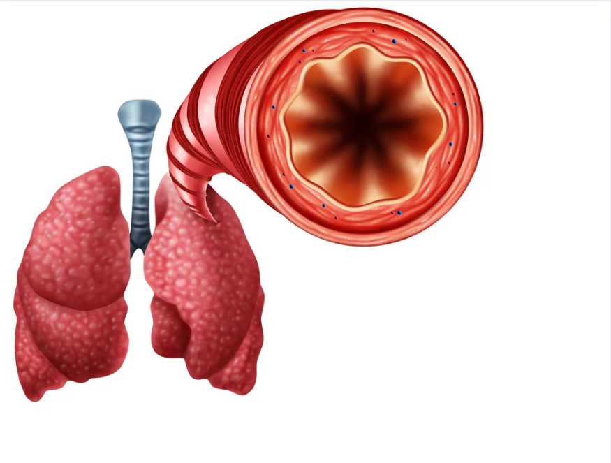 The image features a graphic illustration of human anatomy with a focus on internal organs, including lungs, heart, and blood vessels, with an emphasis on the circulatory system.